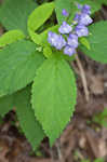 Showy skullcap